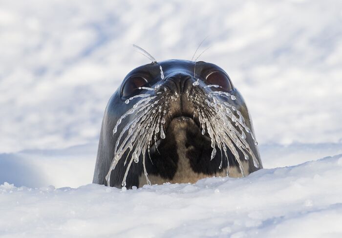Icy Seal Snuggles in Canada