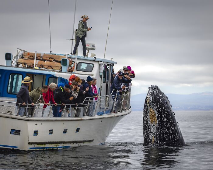 Friendly Humpback Visits Boat