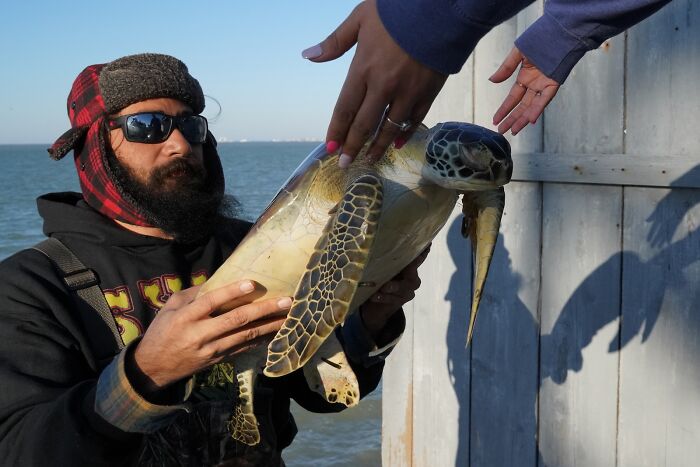 The Great Turtle Rescue — Cold Weather Heroes