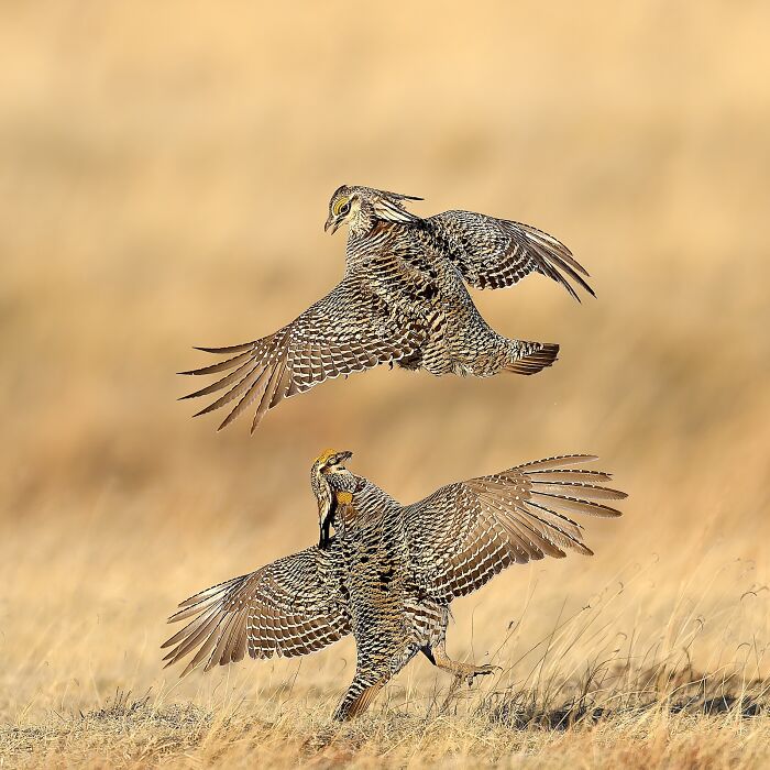 Prairie Chicken Jump-Off Showdown