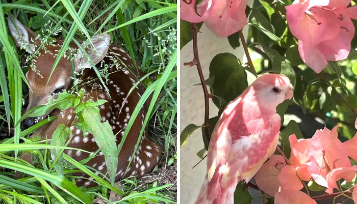 Wait, These Animals Just Melted Our Hearts!