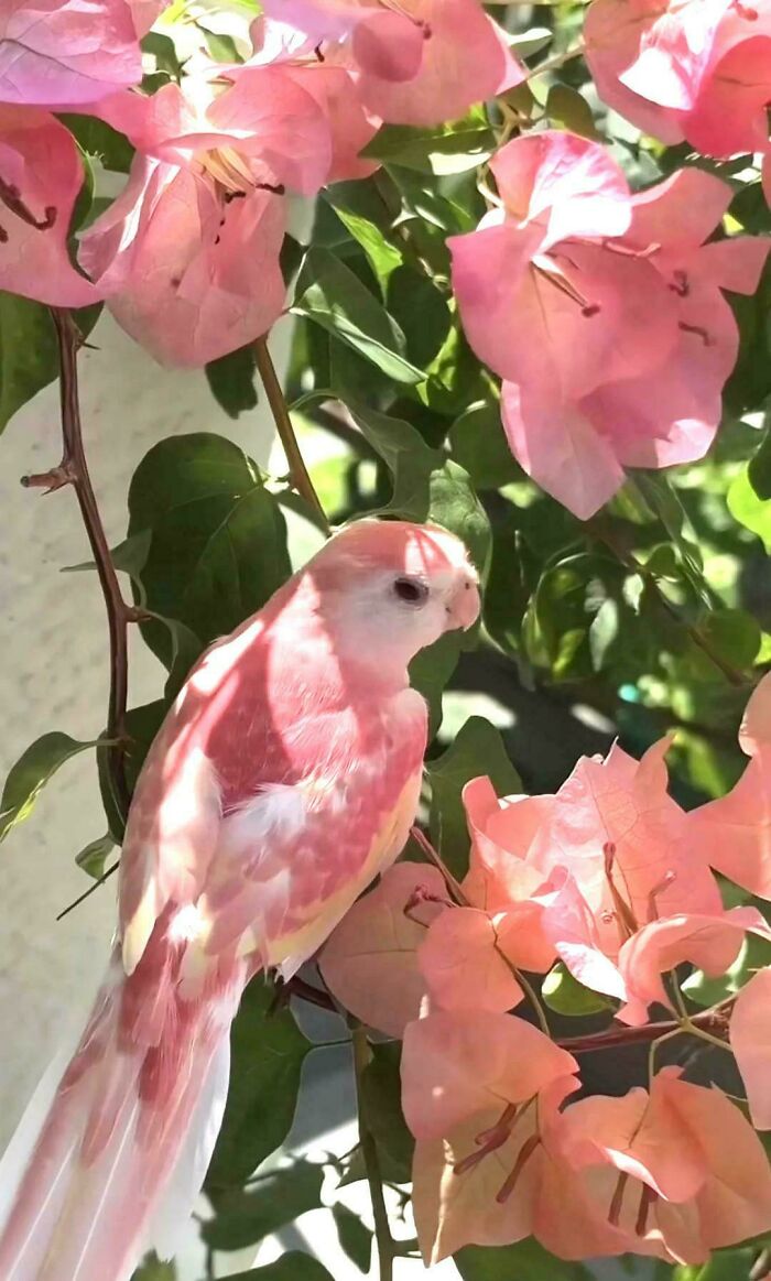 This Bird Sneaking In With The Flowers