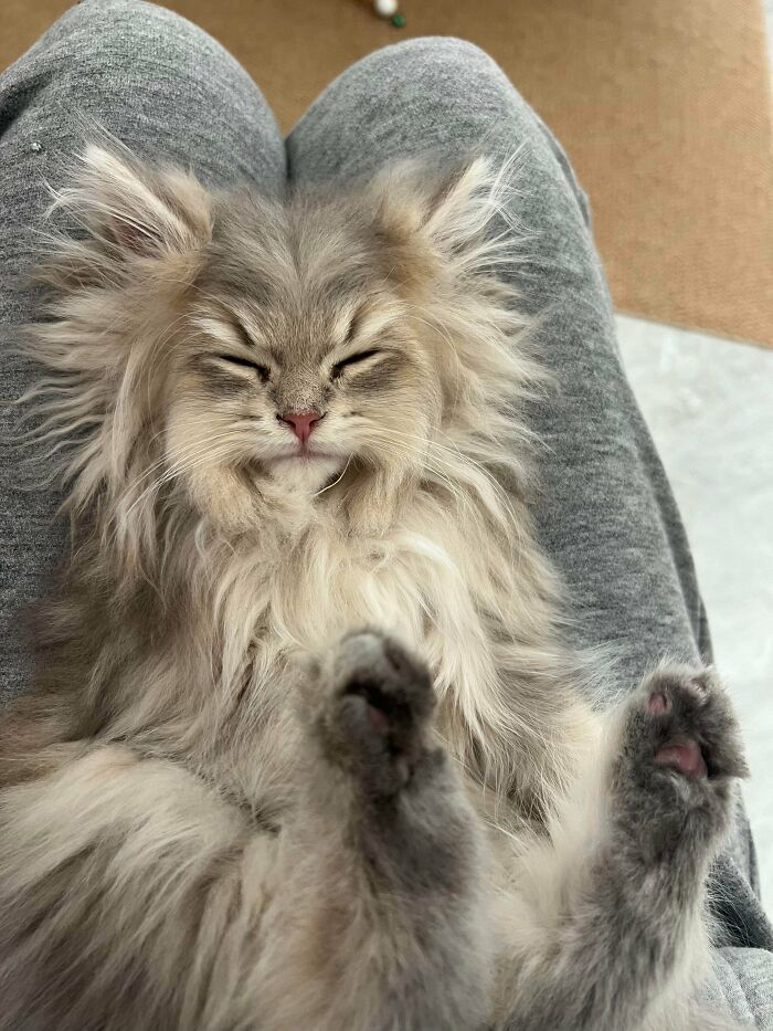 Fluff Grandpa Napping On My Lap