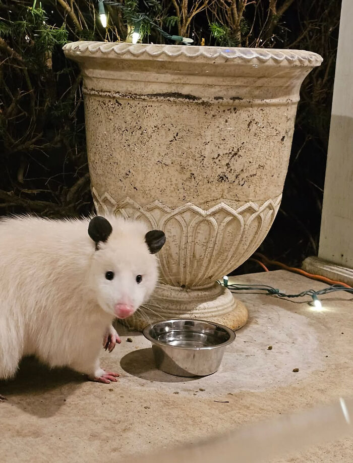 White Opossum Caught On Camera