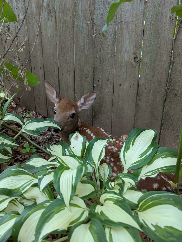 Found This Tiny Deer Just Hanging Out In My Yard