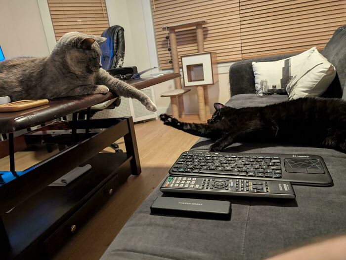 Their Version Of The Creation Of Adam (But Cuter)