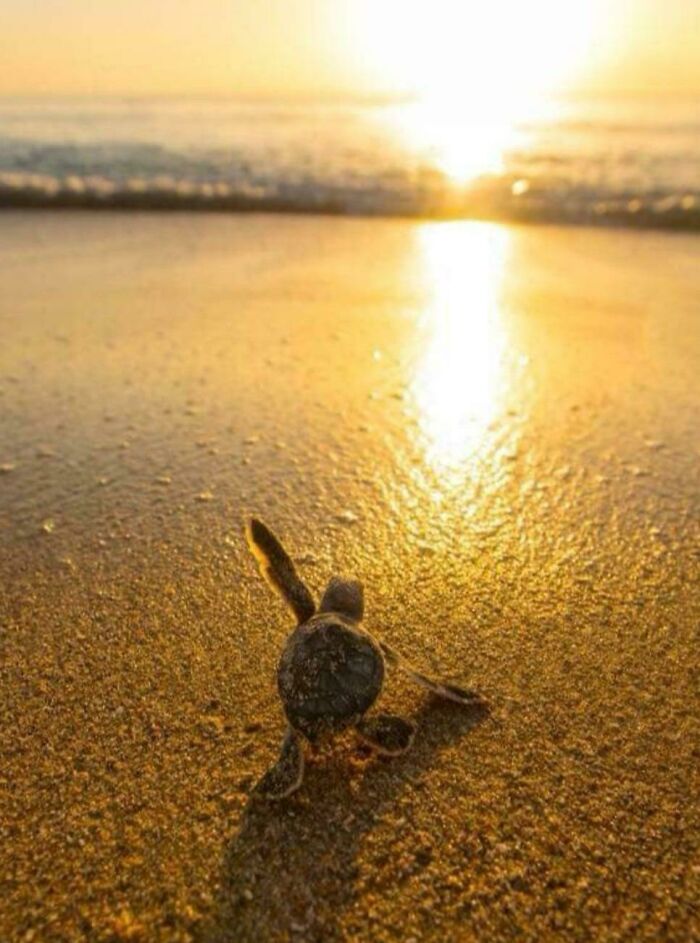 Baby Turtle’s Big First Steps
