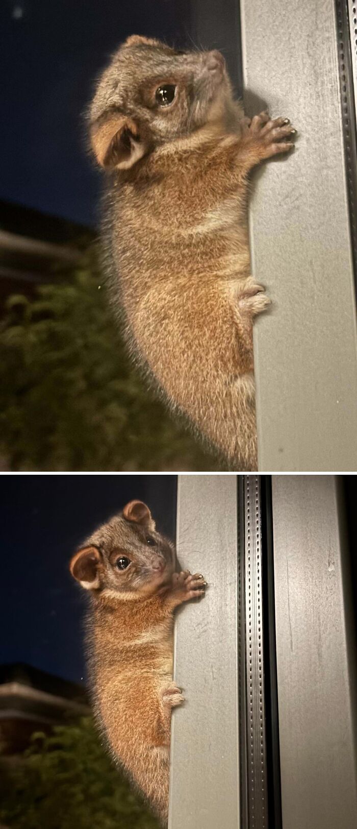Ringtail Possum Crashed My Doorstep (Australia)