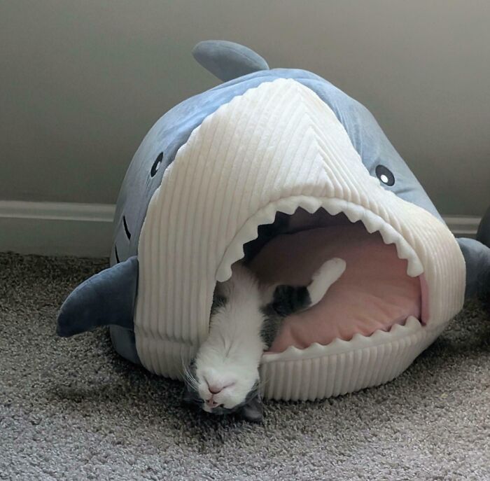 Minni And Her Shark Bed: Match Made In Heaven