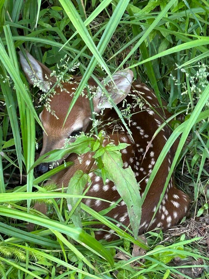 Heard A Whimper And Found A Baby Fawn