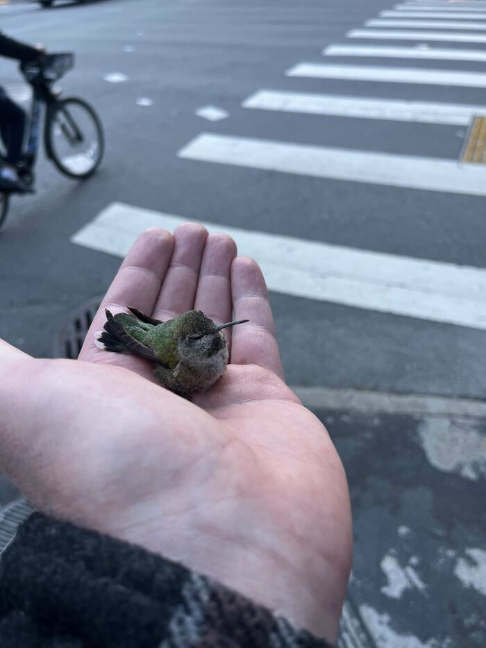 Rescued A Chilly Little Hummingbird