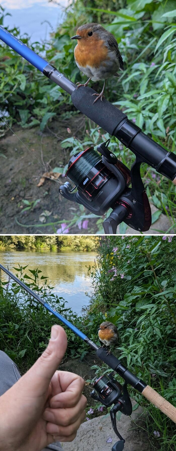 Robin Sat Right Next To Me While Fishing. Swoon!