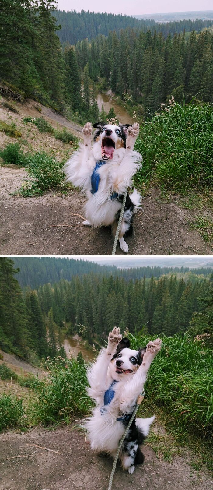 Milo’s Hilarious Photo Poses On The Hilltop