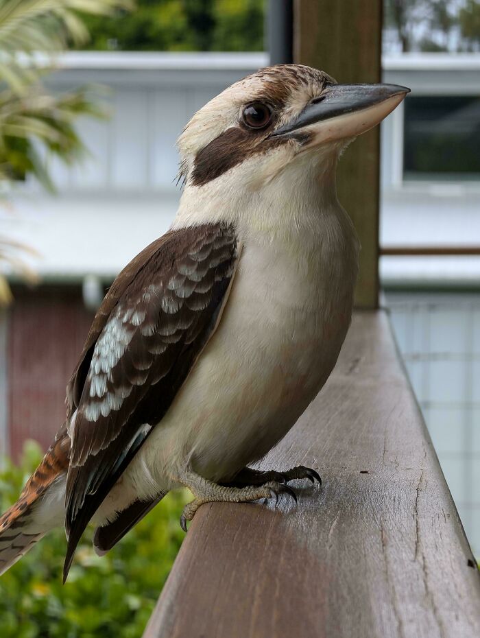 Kookaburra Came To Say Hello