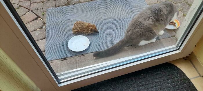 Hedgehog Has Joined The Neighborhood Food Party