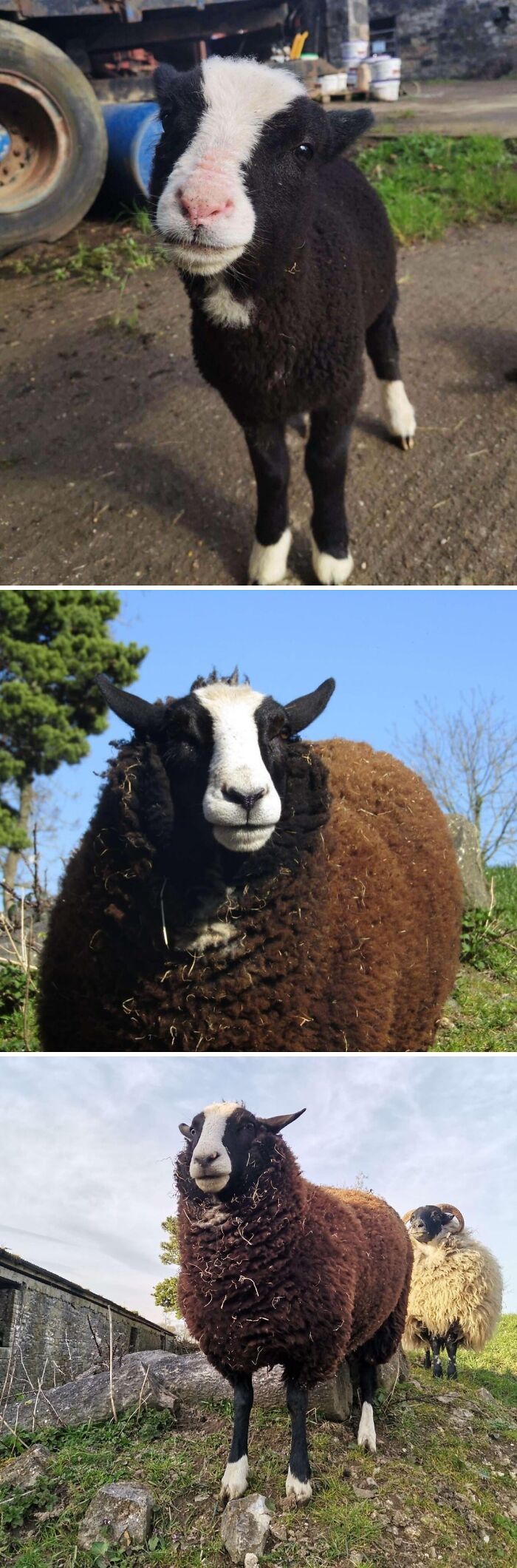 Sheep Blackberry Is Growing Up Fast!