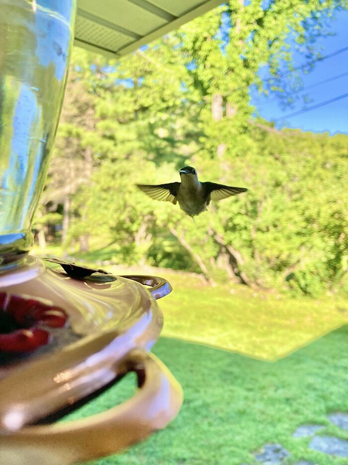 Patiently Waiting For This Hummingbird Payoff