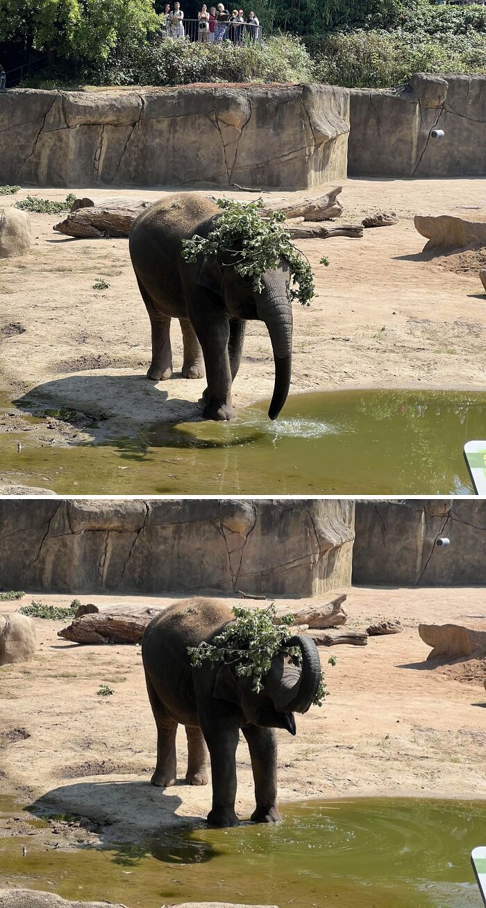 Elephant Rocking A Branch Hat