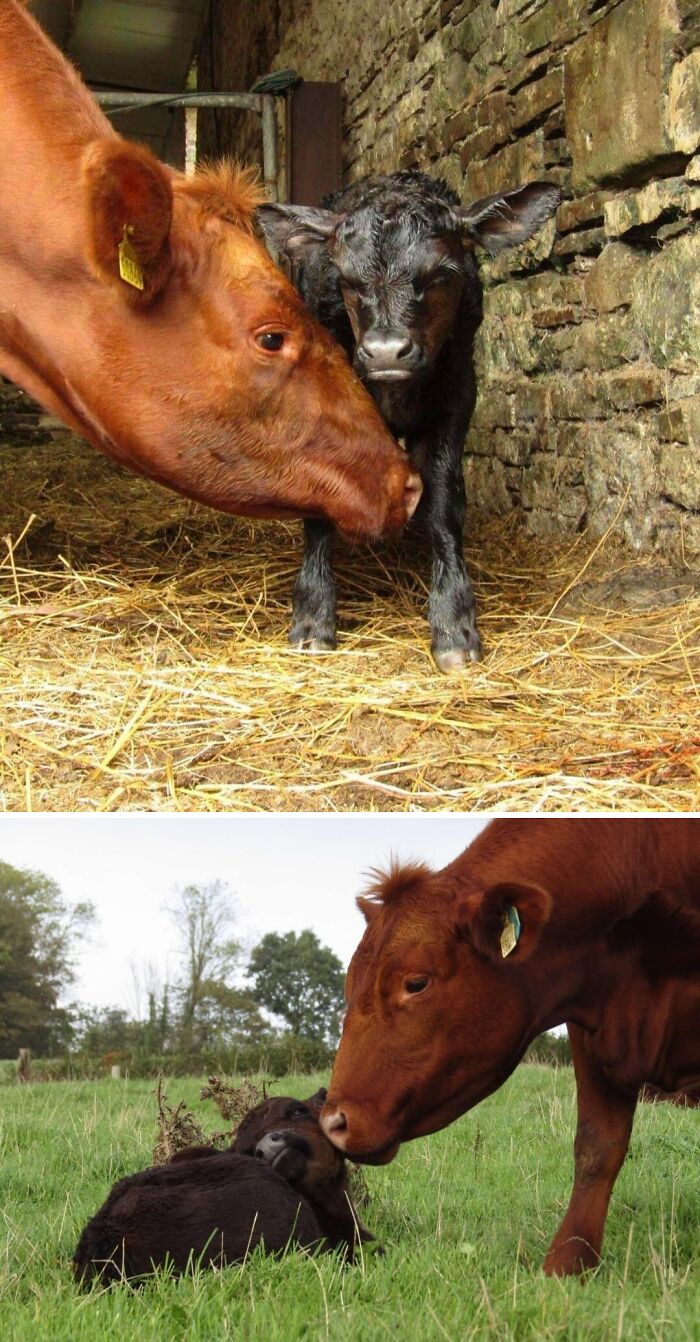 Cow Chunk’s Baby Chip Is Just Too Sweet
