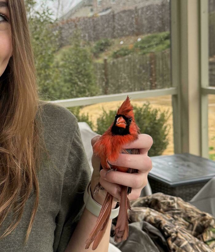 This Not-So-Bright Cardinal Keeps Getting Trapped On My Porch