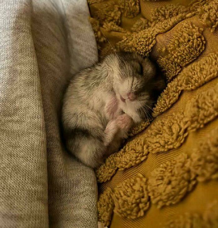 Sleepy Baby Mode: Activated