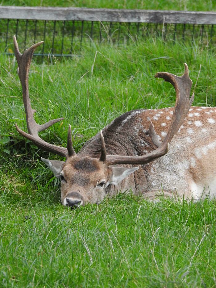 Very Chill Fallow Deer Moment