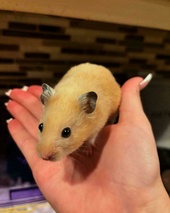 Hamster Toulouse Finally Lets Me Hold Him (Victory!)