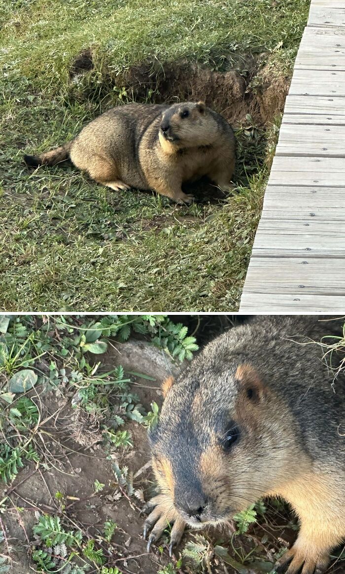 Wild Marmot Spotted On The Plateau — Too Cute Not To Share