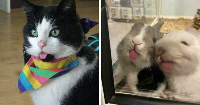Wait, They Actually Ranked Blepping & Loafing Animals? Yes, and It’s Hilariously Cute!