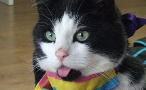 Wait, They Actually Ranked Blepping & Loafing Animals? Yes, and It's Hilariously Cute!