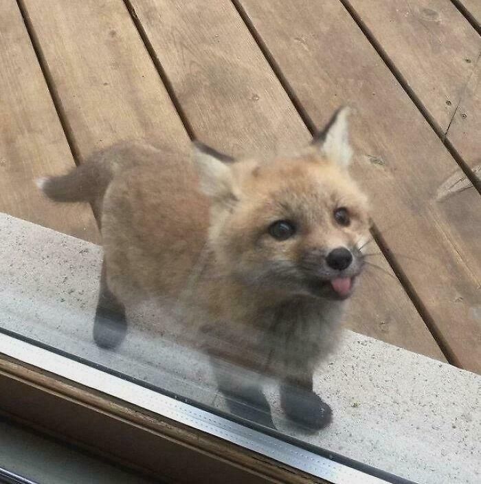 Tiny Baby Fox Pulling Off an Epic Blep