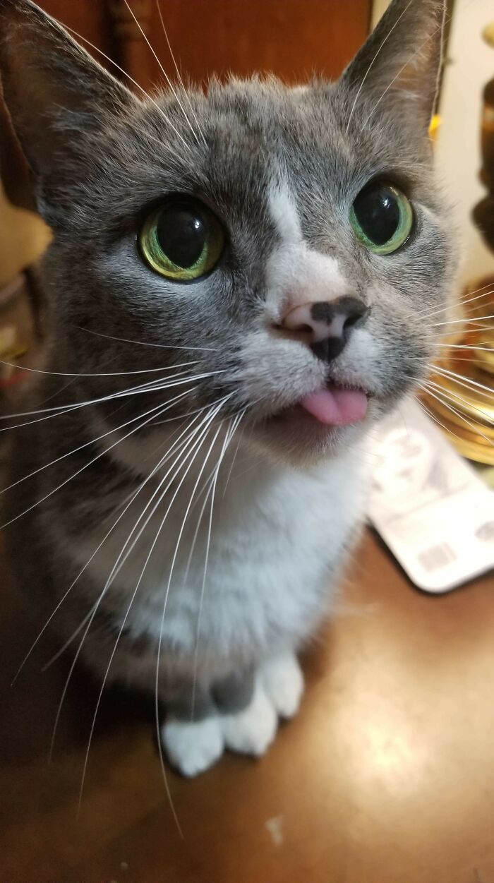 She Bleps So Much—Catch Her Only If You Can!