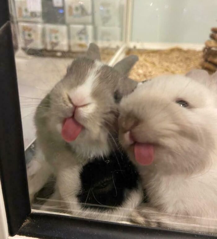 Double Trouble: Rabbit Blep Duo