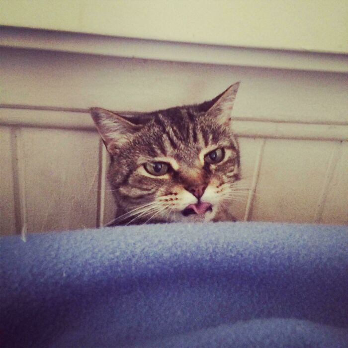 The Angriest Blep You'll Ever See (RIP Chomp Princess)