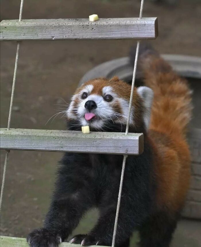 Red Panda’s Sweet & Subtle Blep