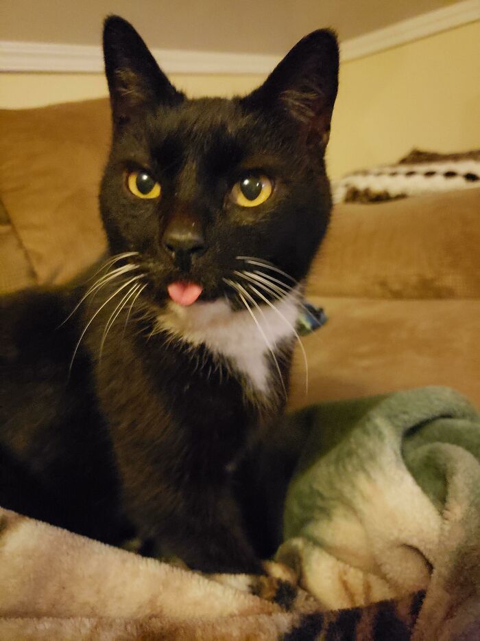 Saved from the Cold, Rewarded with a Blep Marathon