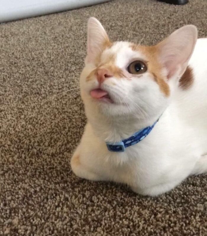 One-Eyed Blep Legend Reporting for Duty