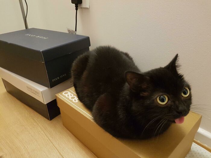 The Loaf Has Officially Blepped
