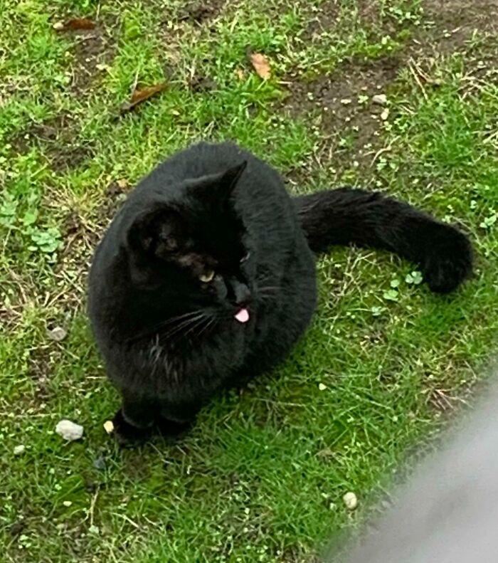 Backyard Buddy Who Loves to Blep