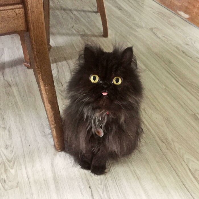 October Looks Like a Scruffy Muppet—But With a Blep!