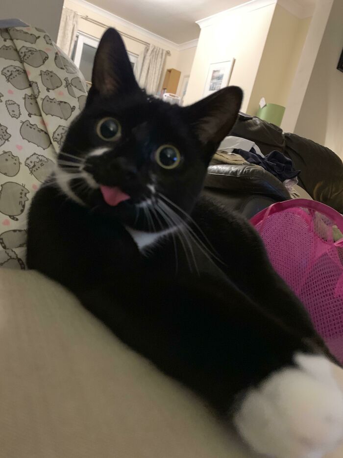 Dave the Pro Blepper, Giving Us Life Goals