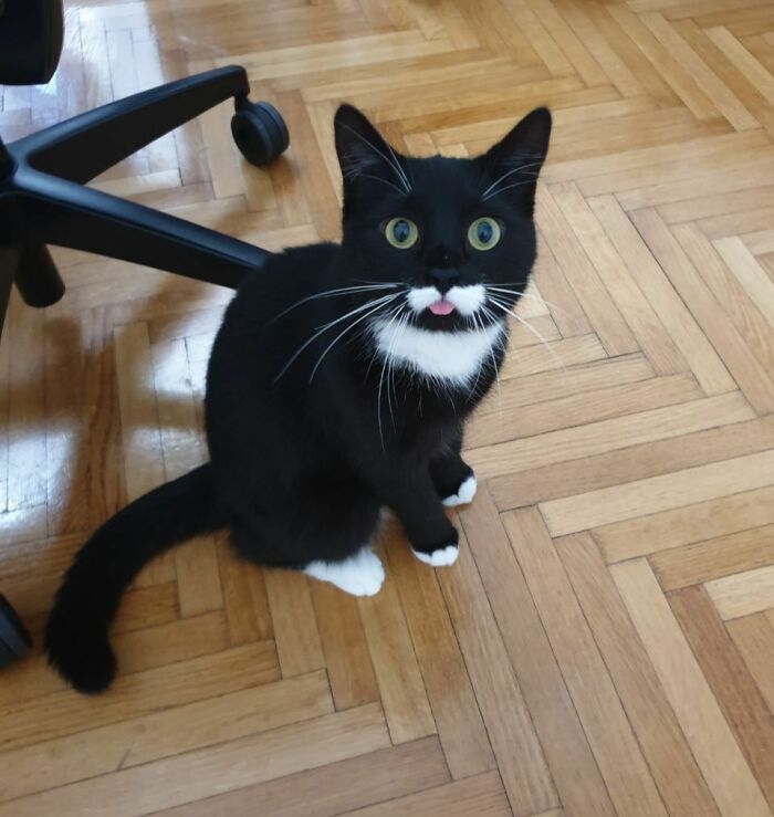 My Fancy Tuxedo Cat Tried Blepping—and It’s Priceless