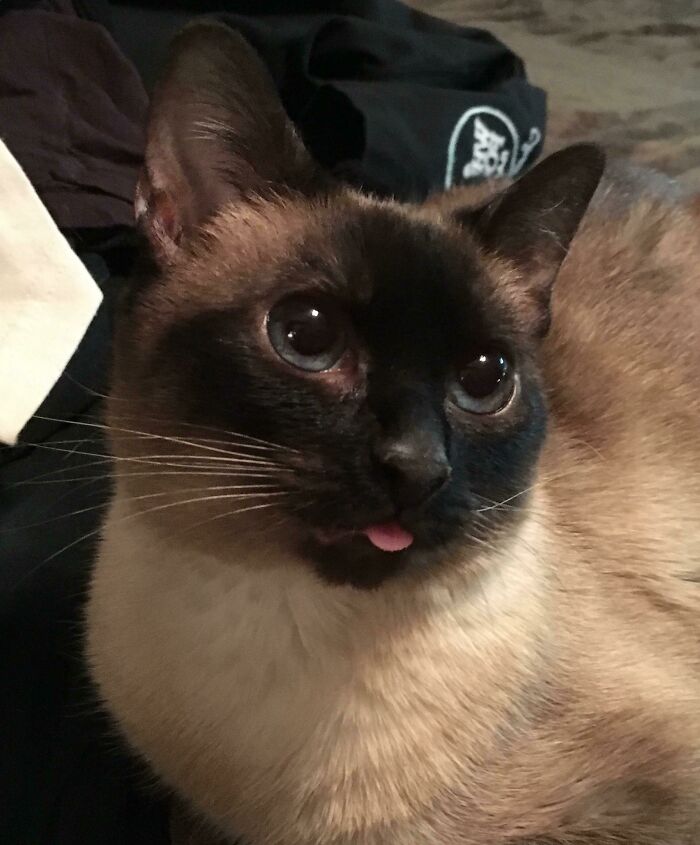 My Girlfriend’s Cat Is a Blep Goldmine—Warning: Too Cute