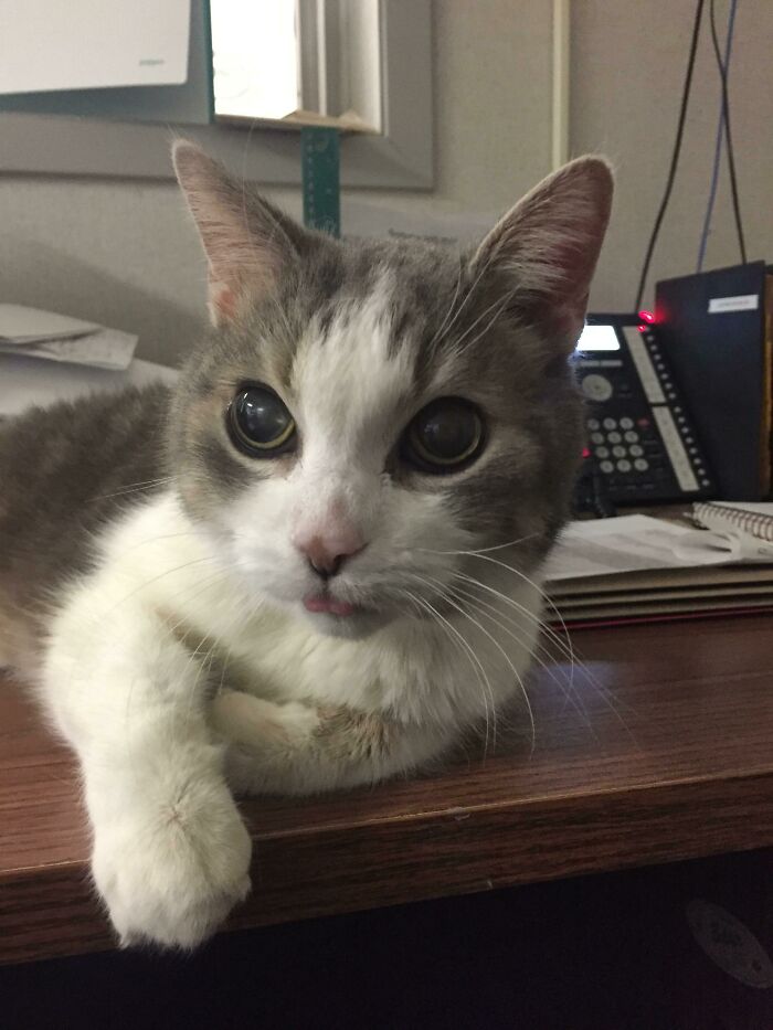 Poof: The 18-Year-Old Office Kitty With Morning Blep Vibes