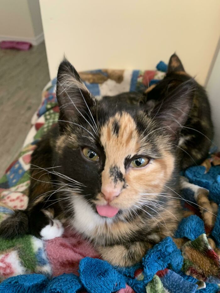 Cleo’s Classic Blep Moment