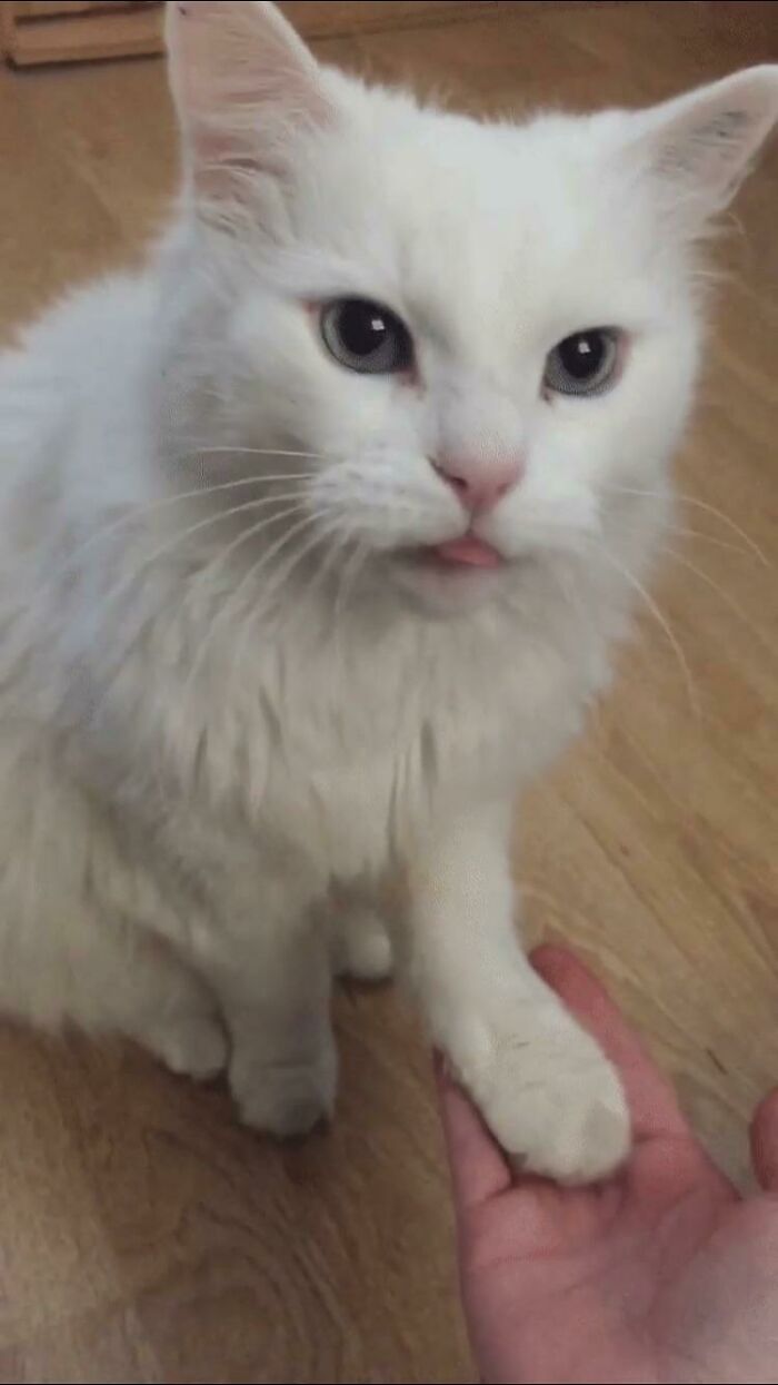 The Tuna Anticipation Blep with a Side of Paw Shake