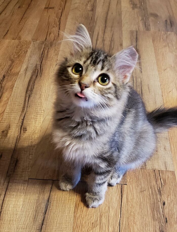 Hey There! Missy Loves To Blep, And It Shows