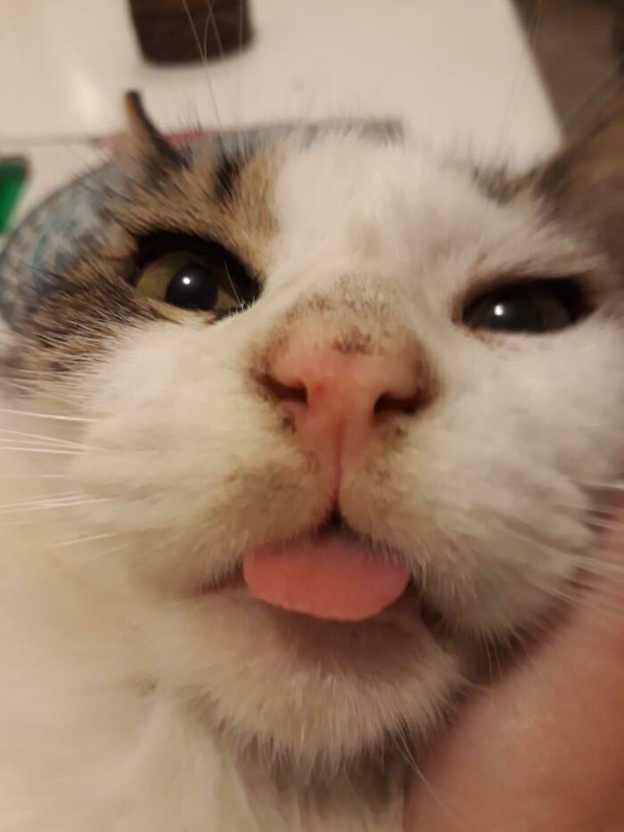 The Best Friend Since Childhood Who Was a Blep Master