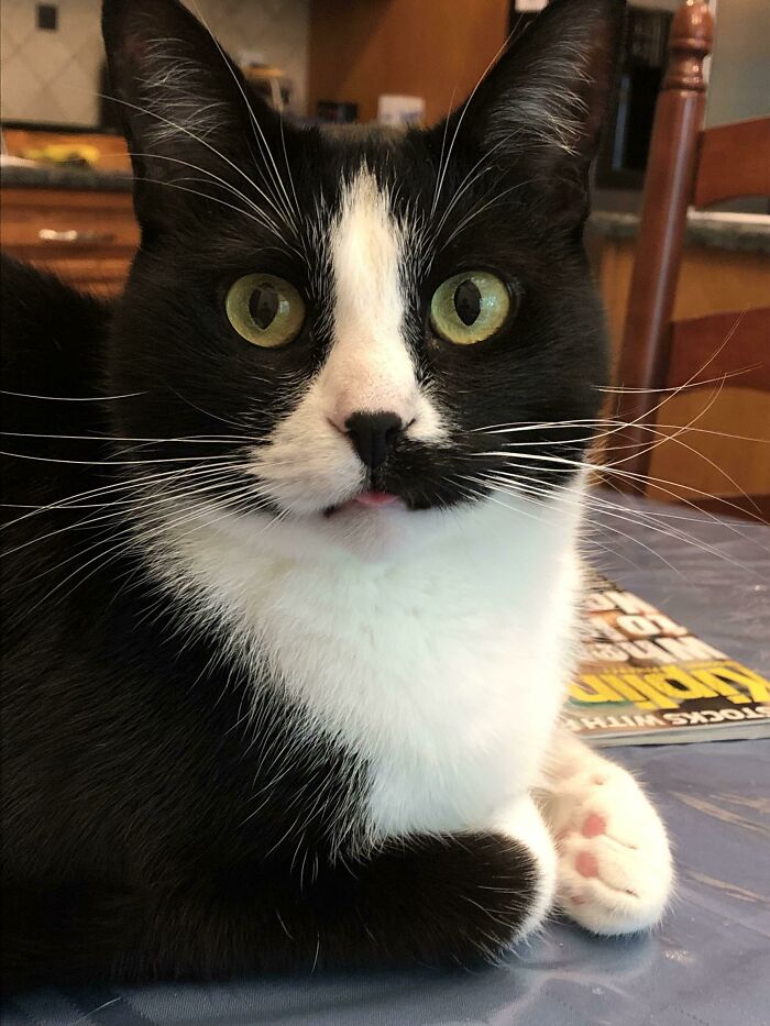Tiny, Tiny Bleps While Loafing—Too Cute To Handle