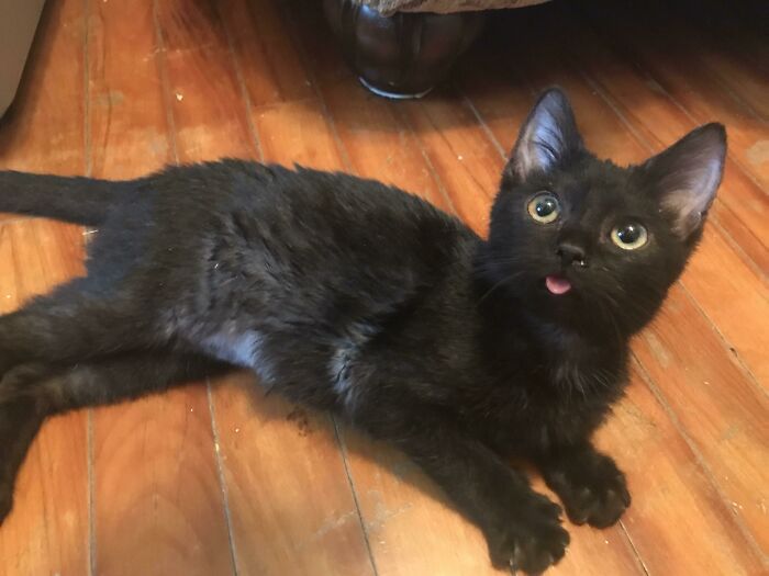 Lil’ ‘Happy With My New Family’ Blep